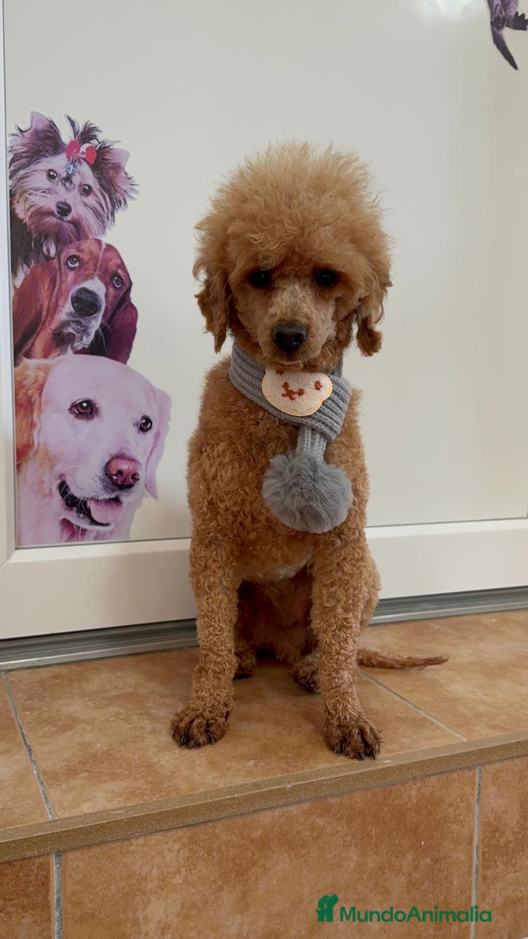 Caniche Enano perros en venta: CANICHE - Anuncio 7