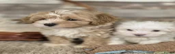 Maltipoo perros en venta: MALTIPOO - Anuncio 5