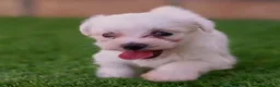 Bichón Maltés perros en venta: Bichon maltés  - Anuncio 4