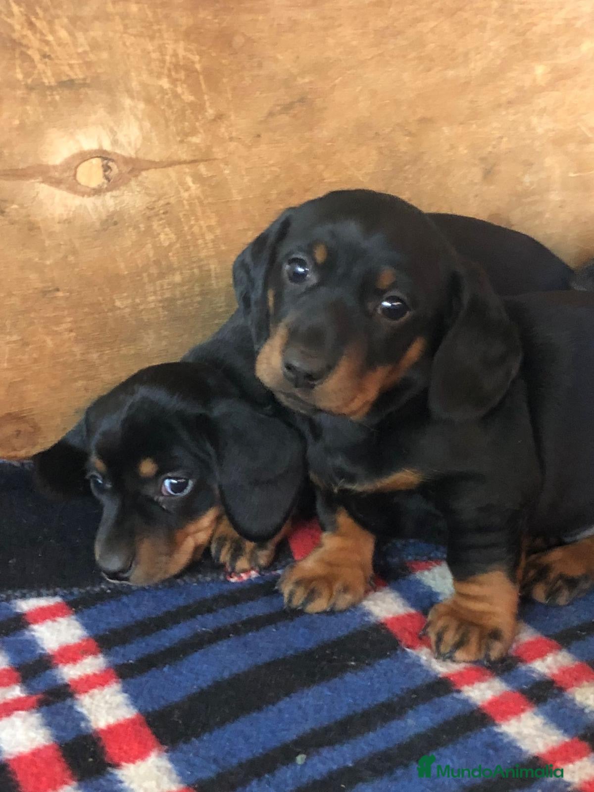 Teckel perros Teckel cachorros !  en Barcelona - Anuncio 2