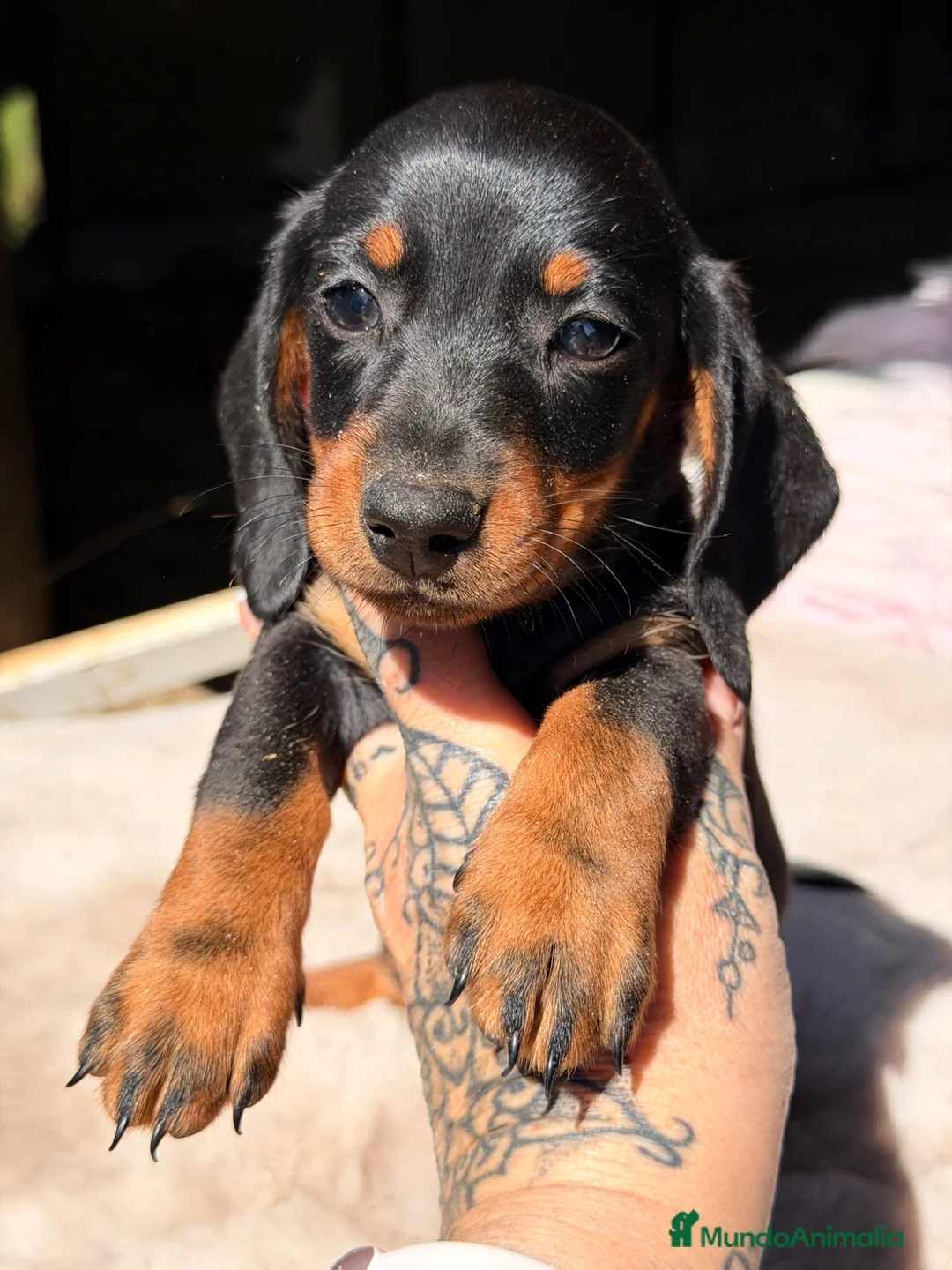 Teckel Miniatura perros en venta: Teckel negro fuego  - Anuncio 2