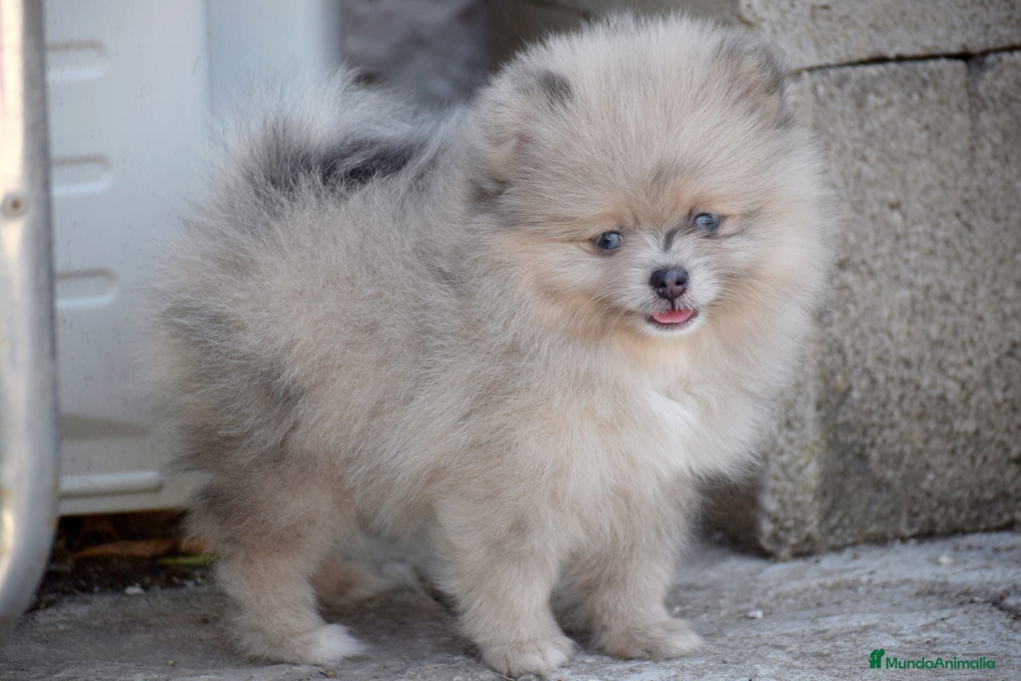 Pomerania perros Pomerania fawn merle ojos azules  - Anuncio 1