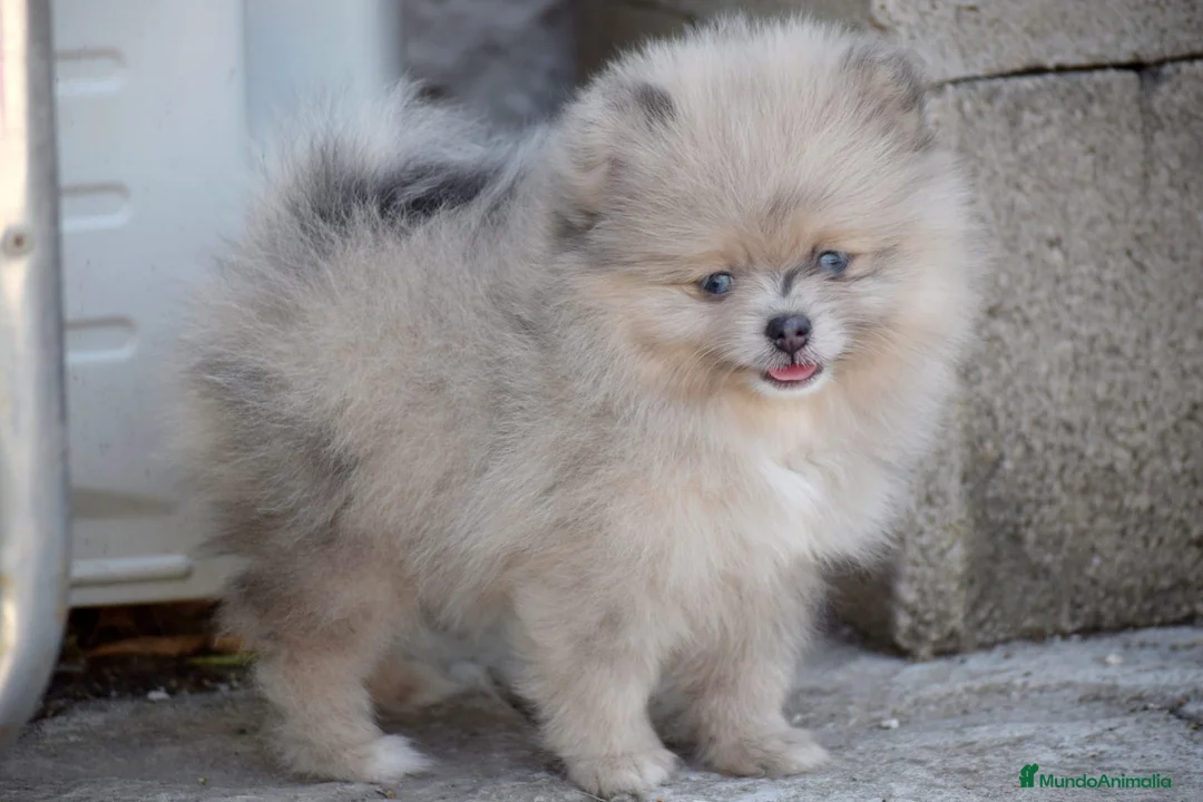 Pomerania perros en venta: Pomerania fawn merle ojos azules  - Anuncio 1