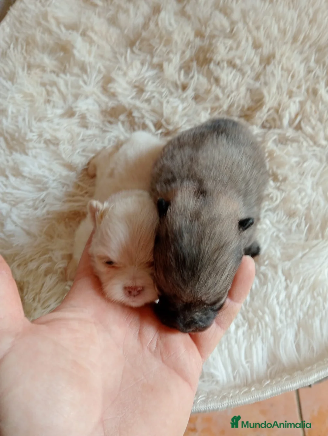 Pomerania perros en venta: Pomerania  - Anuncio 2