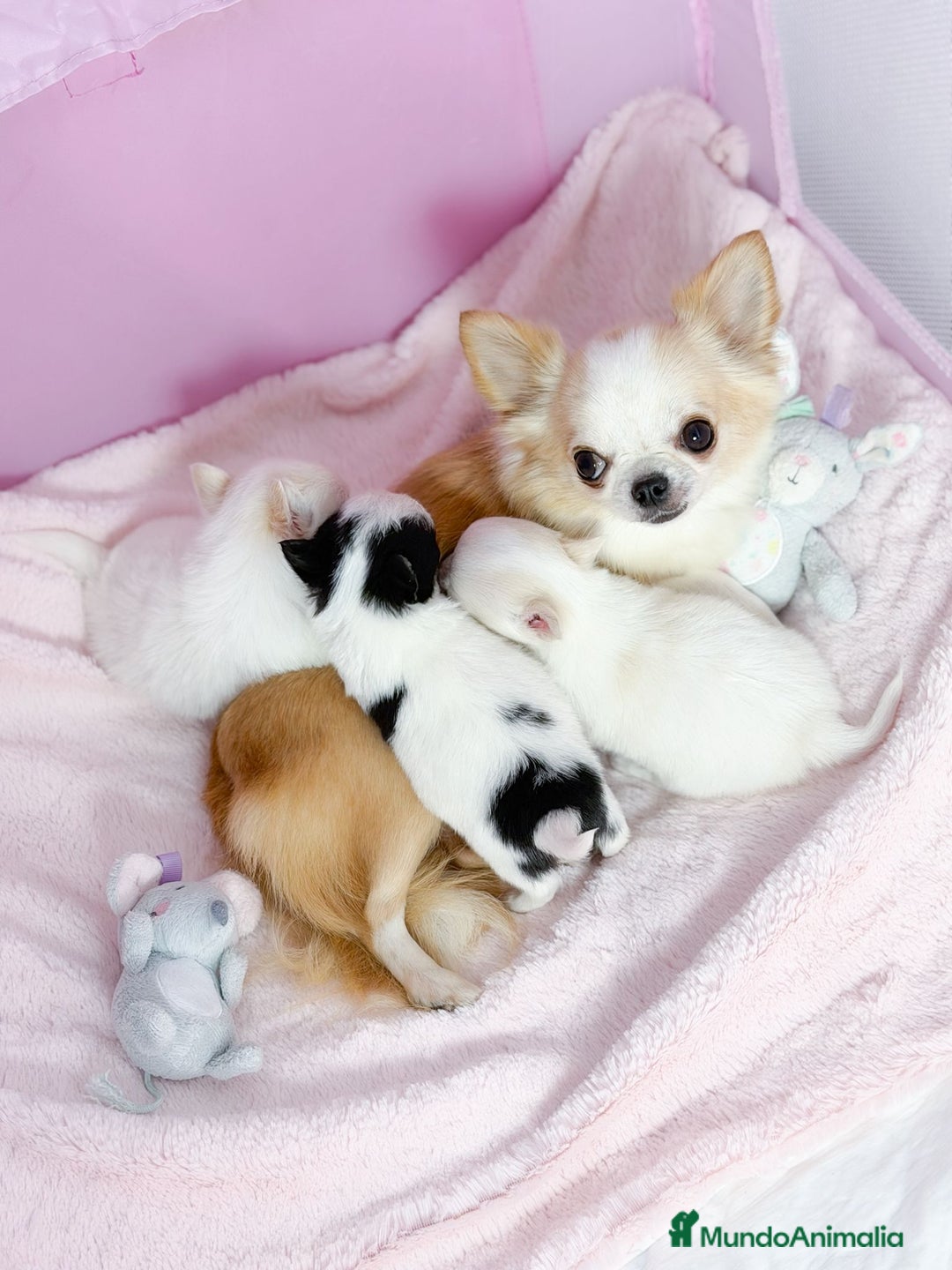 Chihuahua perros en venta: Chihuahua  - Anuncio 5