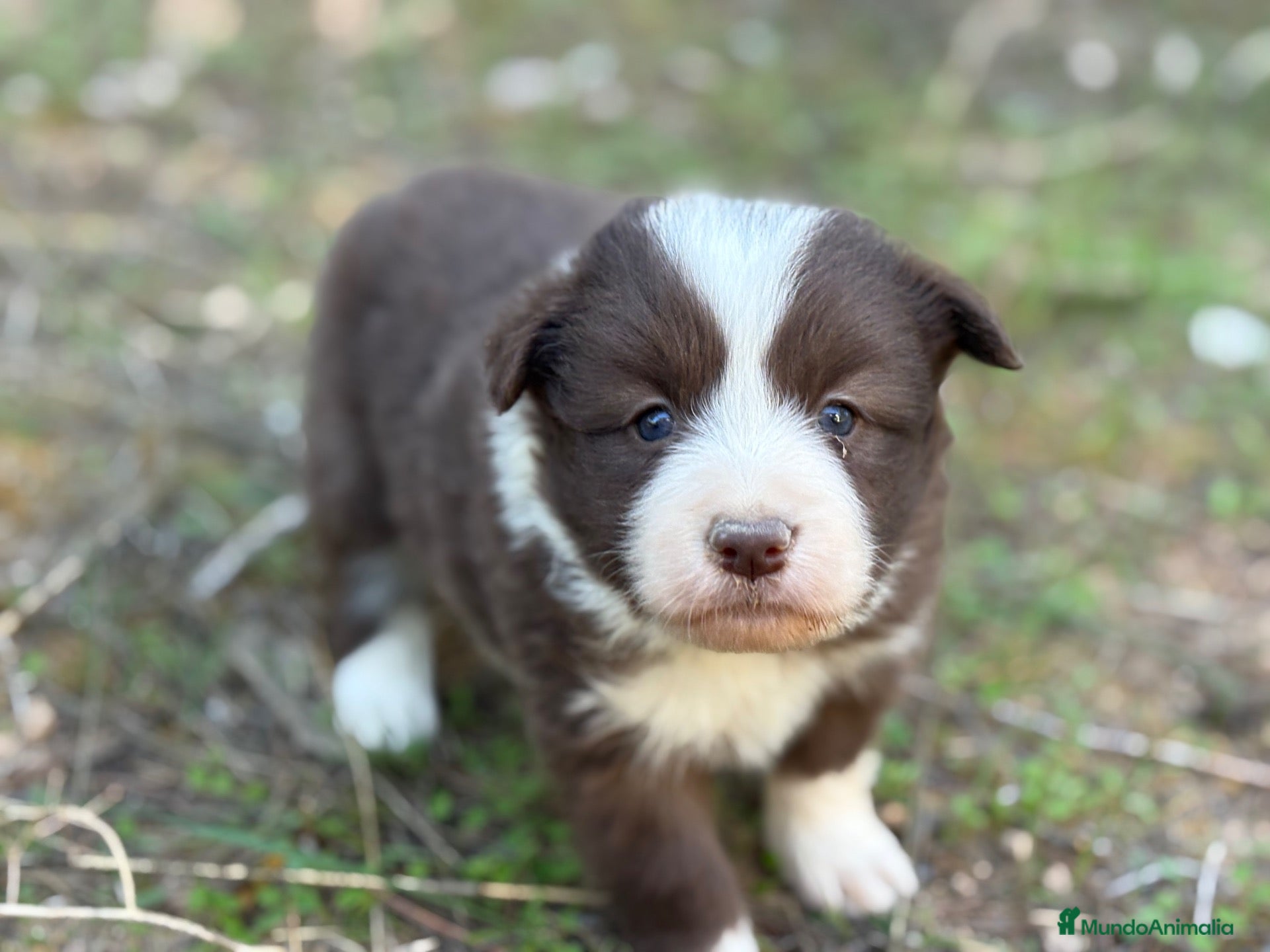 Border Collie perros 🐾🐾Border Collie con pedigree – 5 hembras🐾🐾 - Anuncio 16