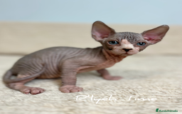 Sphynx gatos en venta: Sphynx  - Imagen 3