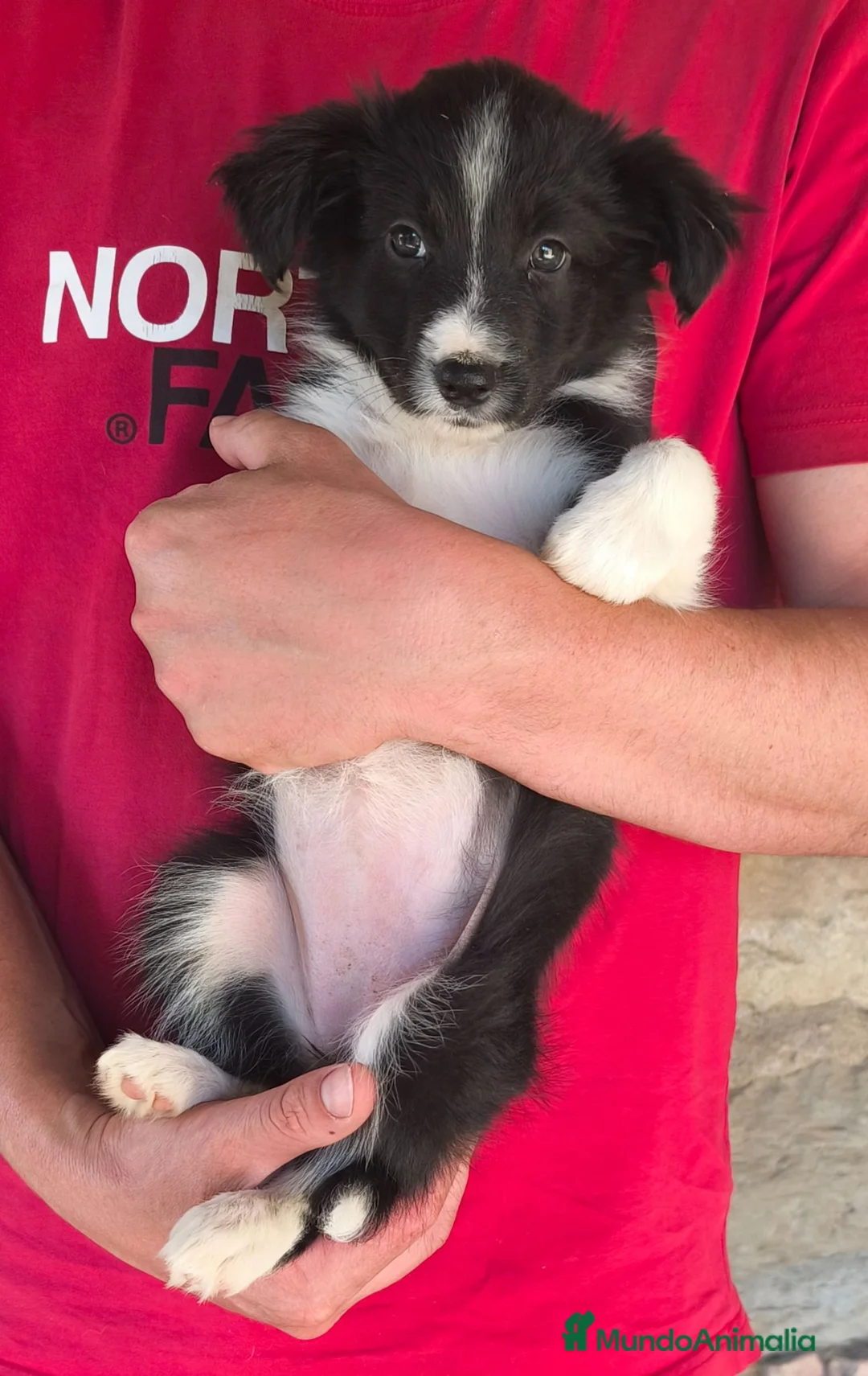 Border Collie perros en venta: Último cachorro border collie! - Anuncio 10