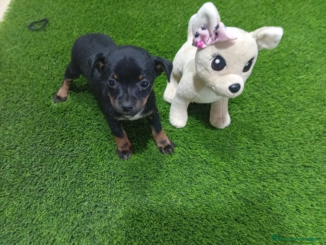 Otras razas perros en adopcion: Oportunidad  - Imagen 1