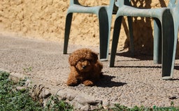Caniche Enano perros en venta: Caniche enana roja  - Imagen 3