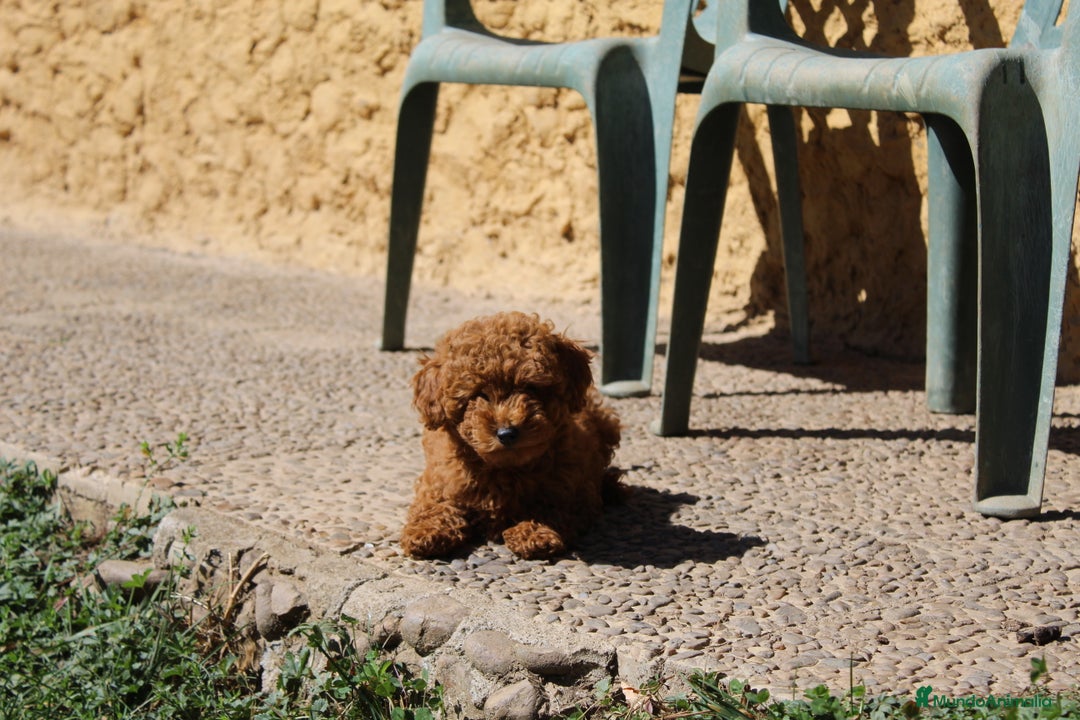 Caniche Enano perros en venta: Caniche enana roja  - Imagen 3
