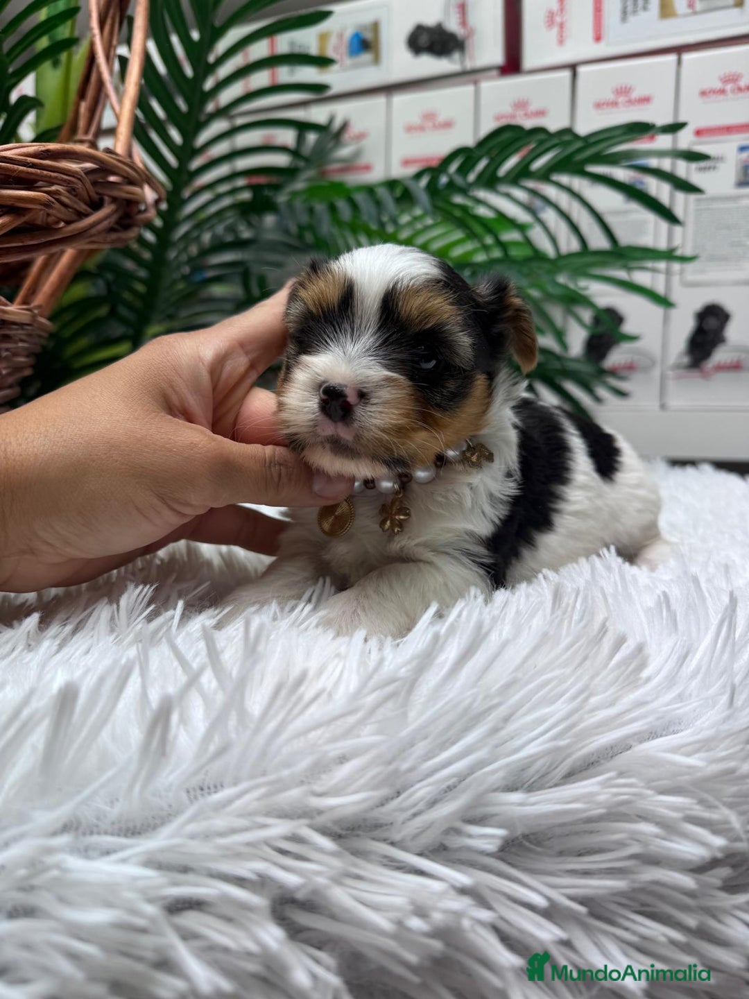 Yorkshire Terrier perros en venta: YORKSHIRE BIEWER HEMBRA - Anuncio 9