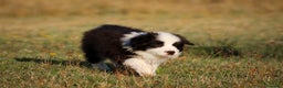 Border Collie perros en venta: border collie toda españa - Anuncio 4
