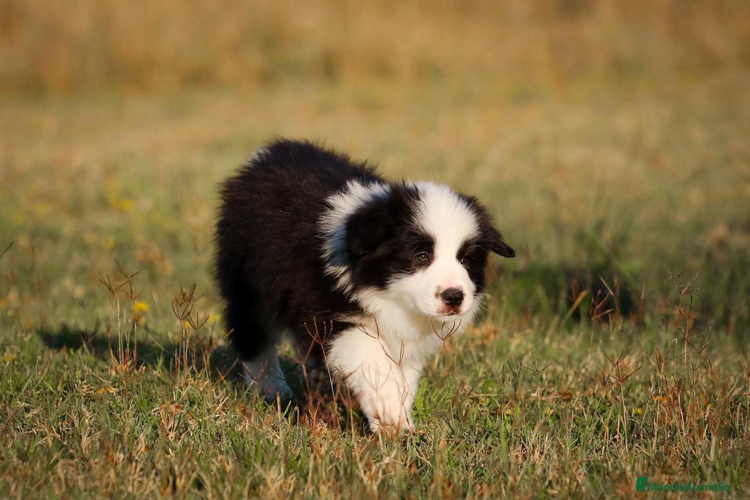 Border Collie perros en venta: border collie toda españa - Anuncio 4