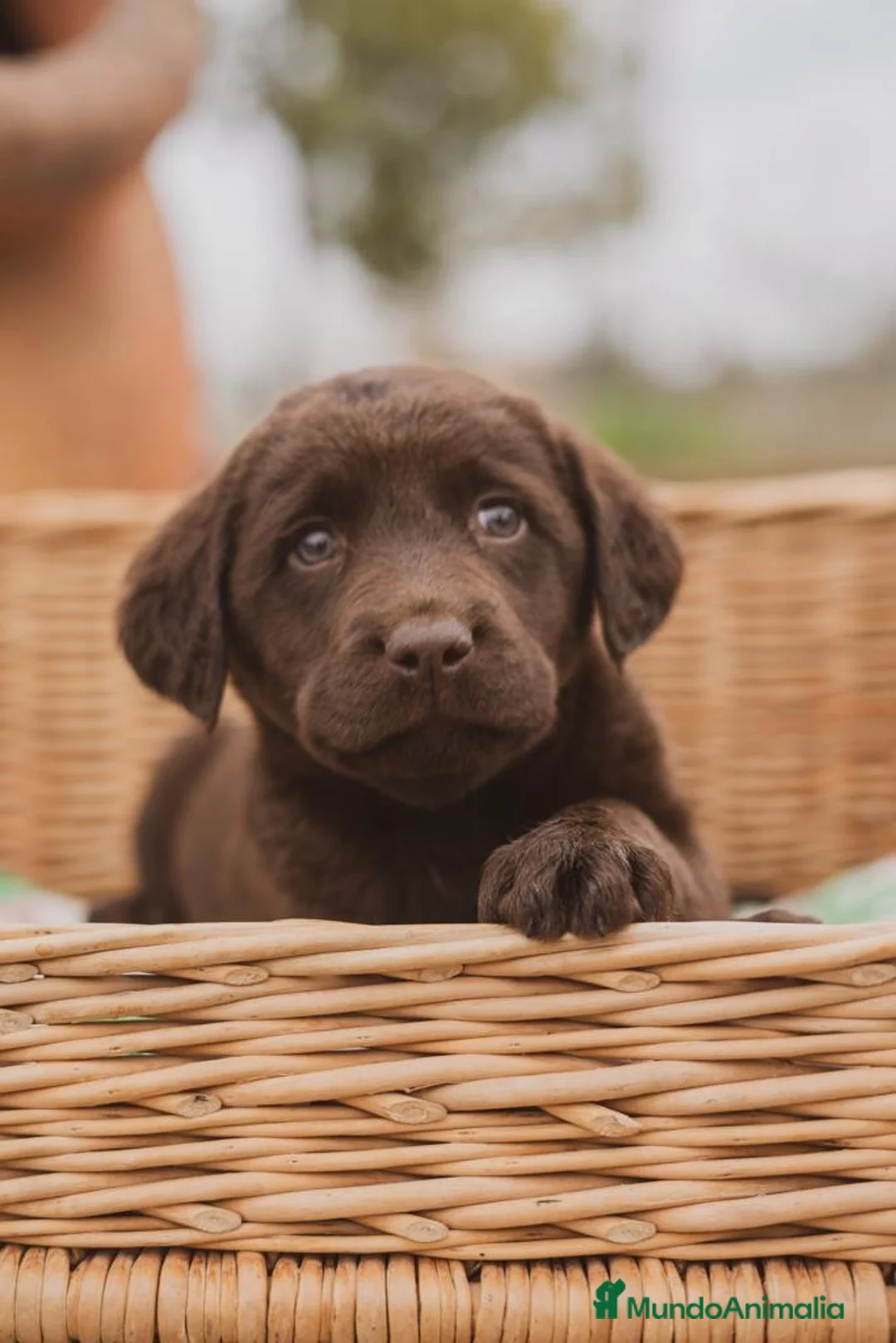 Labrador Retriever perros en venta: Cachorros de Labrador chocolate  - Anuncio 1