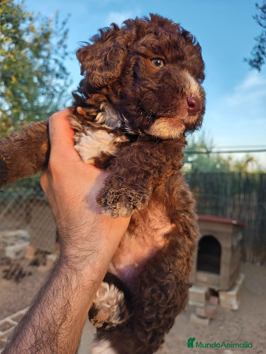 Perro de Agua Español perros en venta: Perro de agua en Sevilla  - Anuncio 2