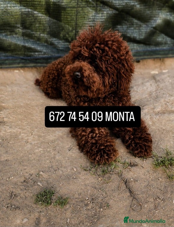 Caniche Toy perros para monta: CANICHE TOY ( MONTAS)  - Anuncio 1