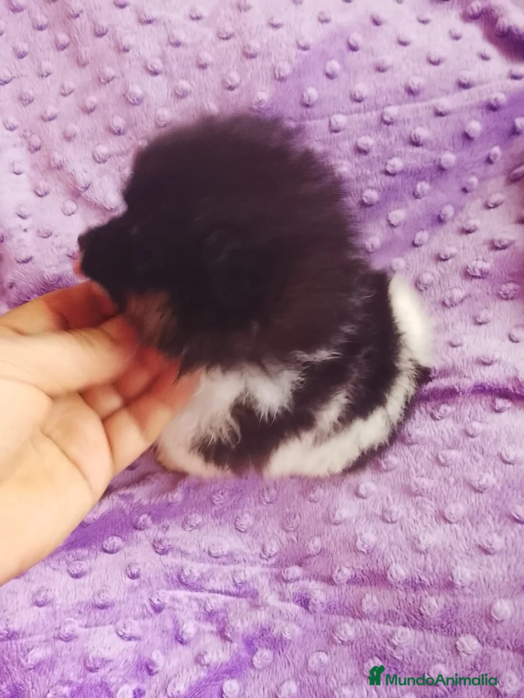 Pomerania perros en venta: Pomerania  - Anuncio 2