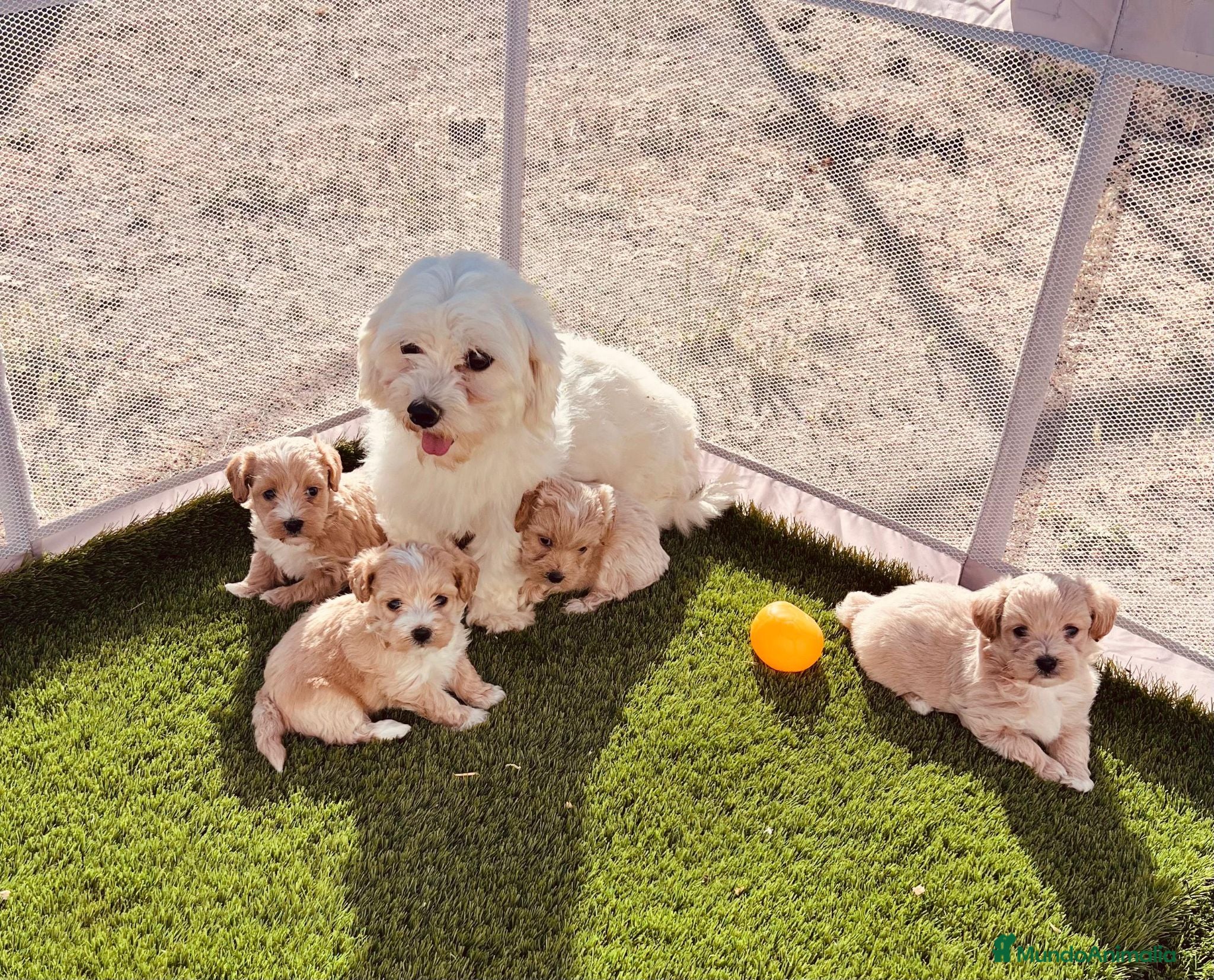 Maltipoo perros Maltipoo - Anuncio 2