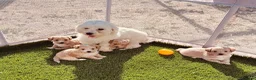 Maltipoo perros en venta: Maltipoo - Anuncio 1