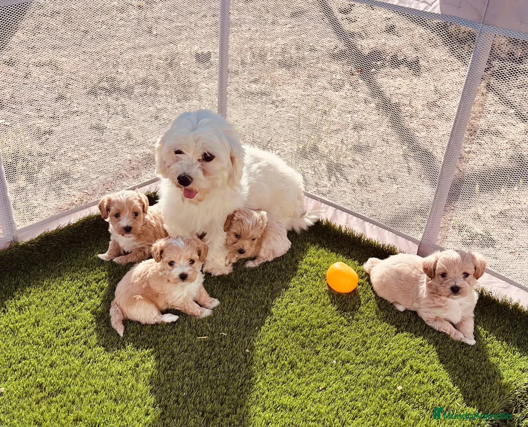 Maltipoo perros en venta: Maltipoo - Anuncio 1