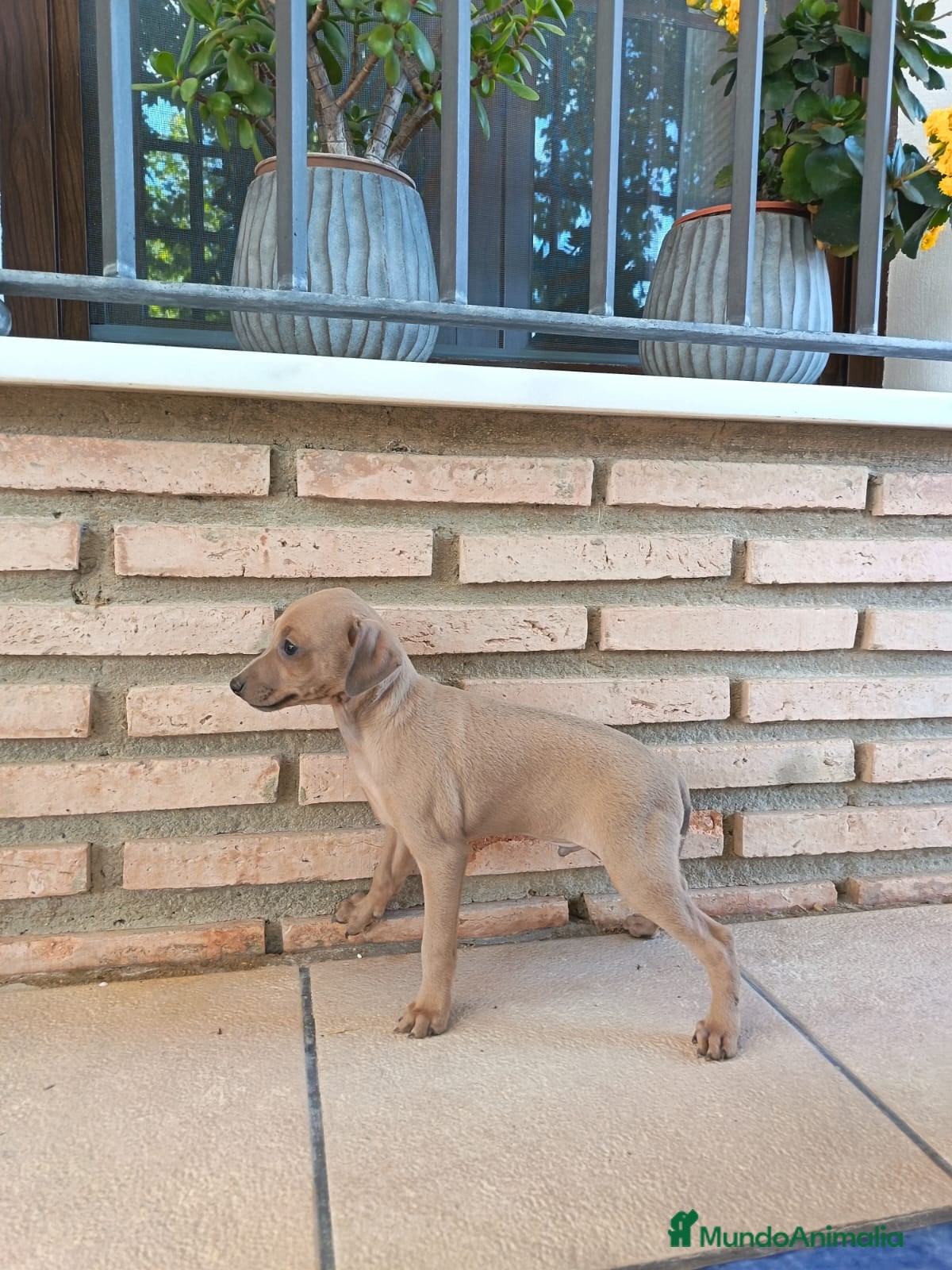 Pequeño Lebrel Italiano perros  Últimos!!Lebrel Italiano Picolo  - Anuncio 1