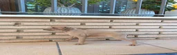 Pequeño Lebrel Italiano perros en venta:  Últimos!!Lebrel Italiano Picolo  - Anuncio 1