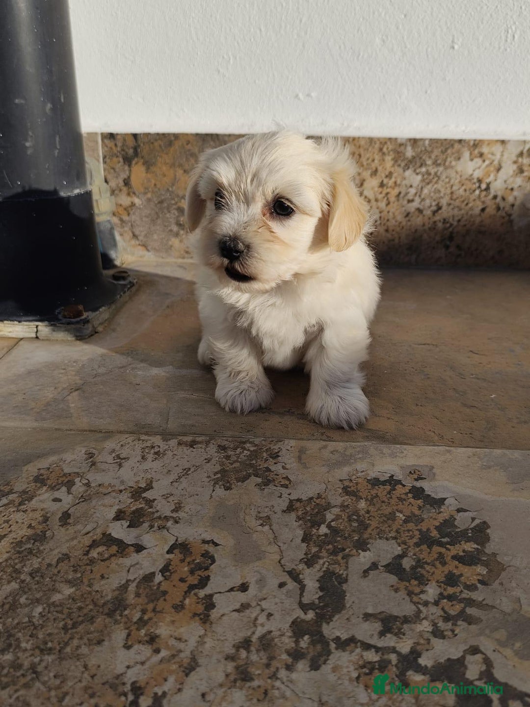 Maltipoo perros en venta: Maltipoo macho  - Imagen 3