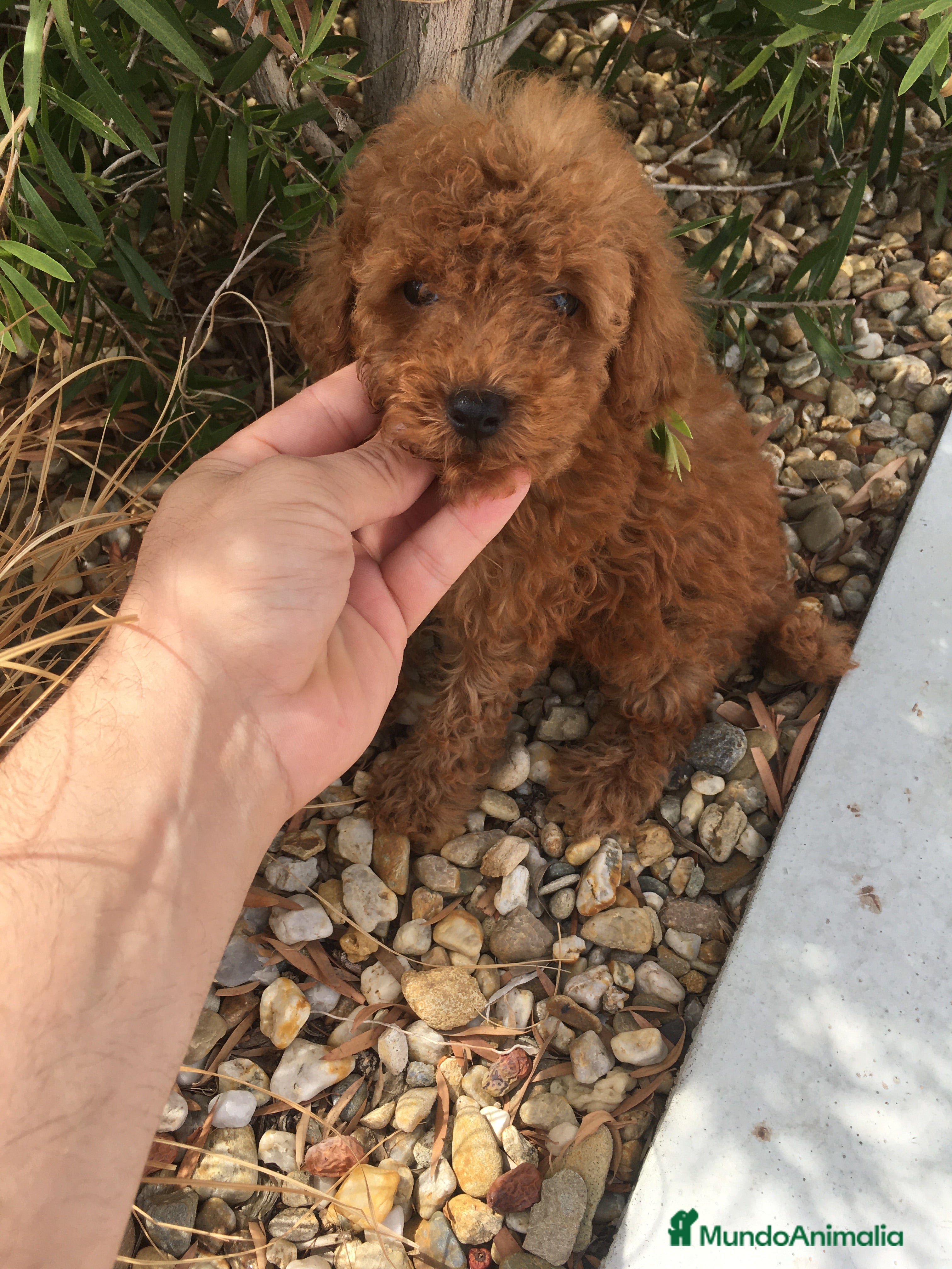 Caniche Toy perros CANICHES TOYS Y ENANOS GRAN CALIDAD  en Murcia - Anuncio 12