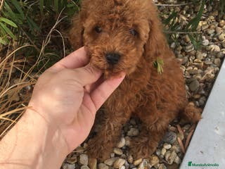 Caniche Toy perros CANICHES TOYS Y ENANOS GRAN CALIDAD en Murcia - Anuncio 5