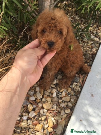 Caniche Toy perros en Murcia - Anuncio 3