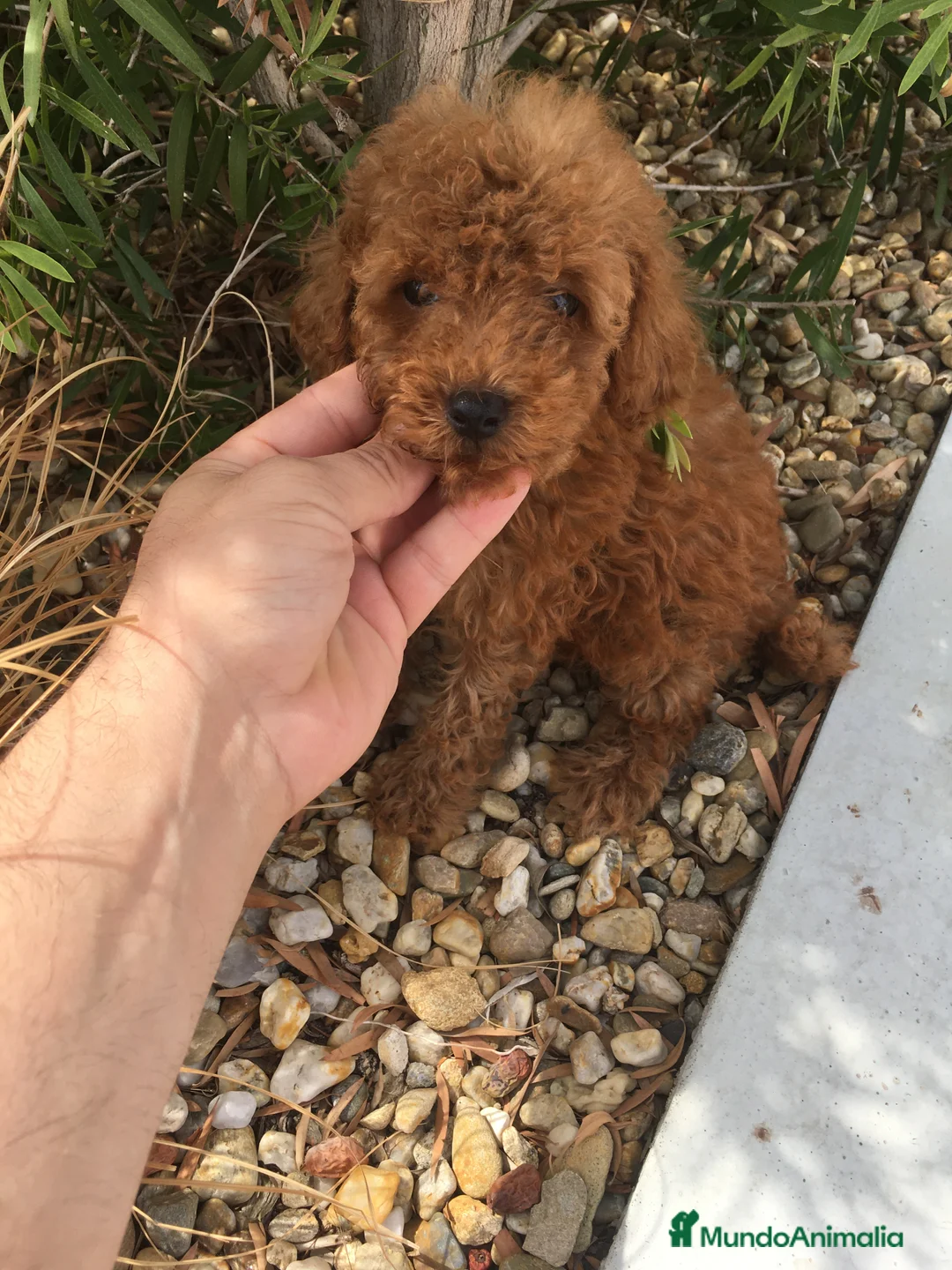 Caniche Toy perros en venta: CANICHES TOYS Y ENANOS GRAN CALIDAD  en Murcia - Anuncio 1