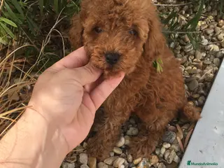 Caniche Toy perros CANICHES TOYS Y ENANOS GRAN CALIDAD en Murcia - Anuncio 17