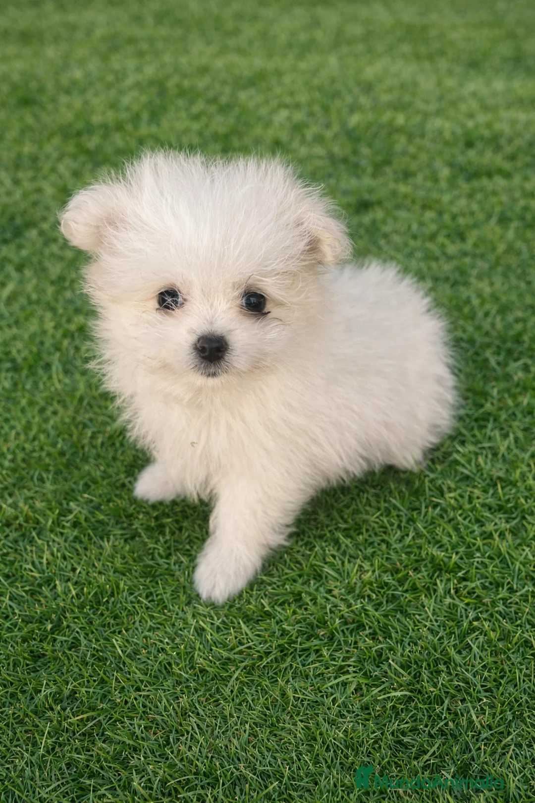 Maltipom perros en venta: PRECIOSA PAREJA DE MALTIPOM - Anuncio 1