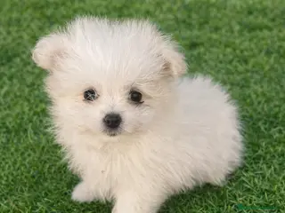 Maltipom perros PRECIOSA PAREJA DE MALTIPOM - Anuncio 1