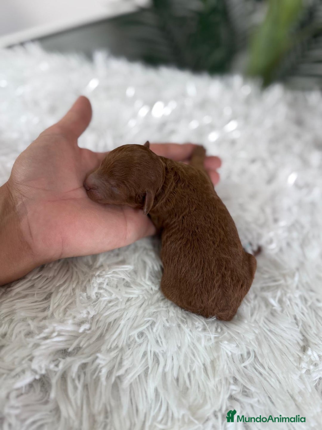 Caniche Toy perros en venta: CANICHE ROJO - Anuncio 1