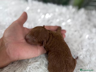 Caniche Toy perros CANICHE ROJO - Anuncio 1