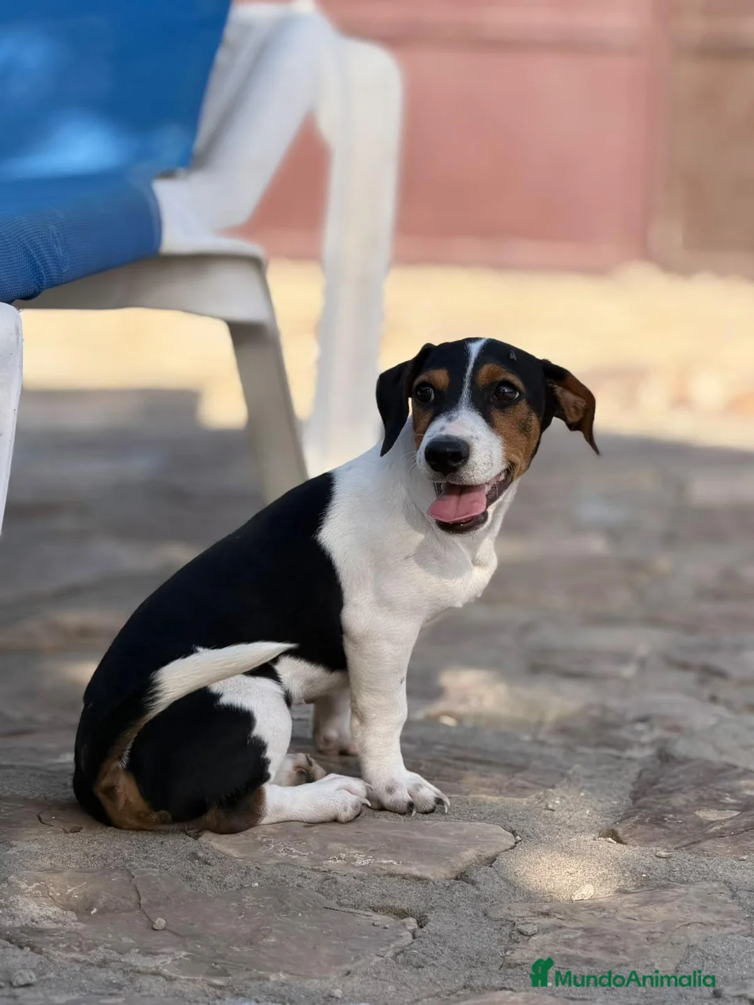 Jack Russell Terrier perros en venta: Jack Russell Macho Disponible  - Anuncio 2