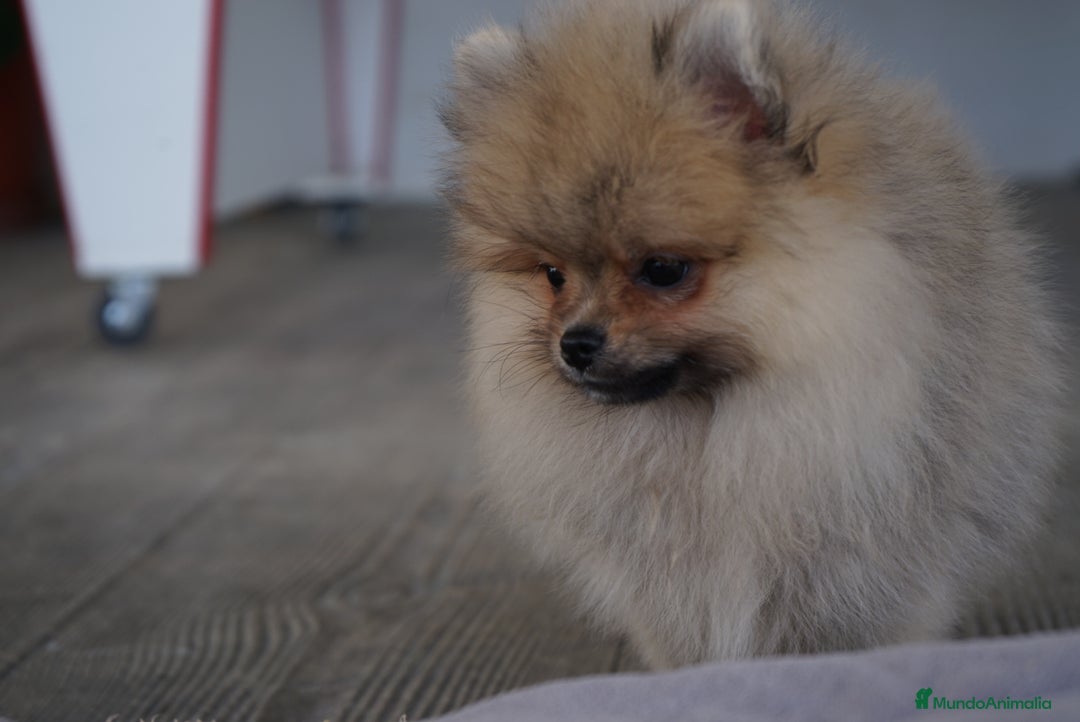 Pomerania perros en venta: 🔥 Sparky – Pomerania Mini Toy rojo 🐾 - Imagen 4