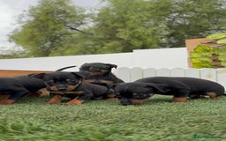 Pinscher Miniatura perros en venta: Pinscher - Imagen 24