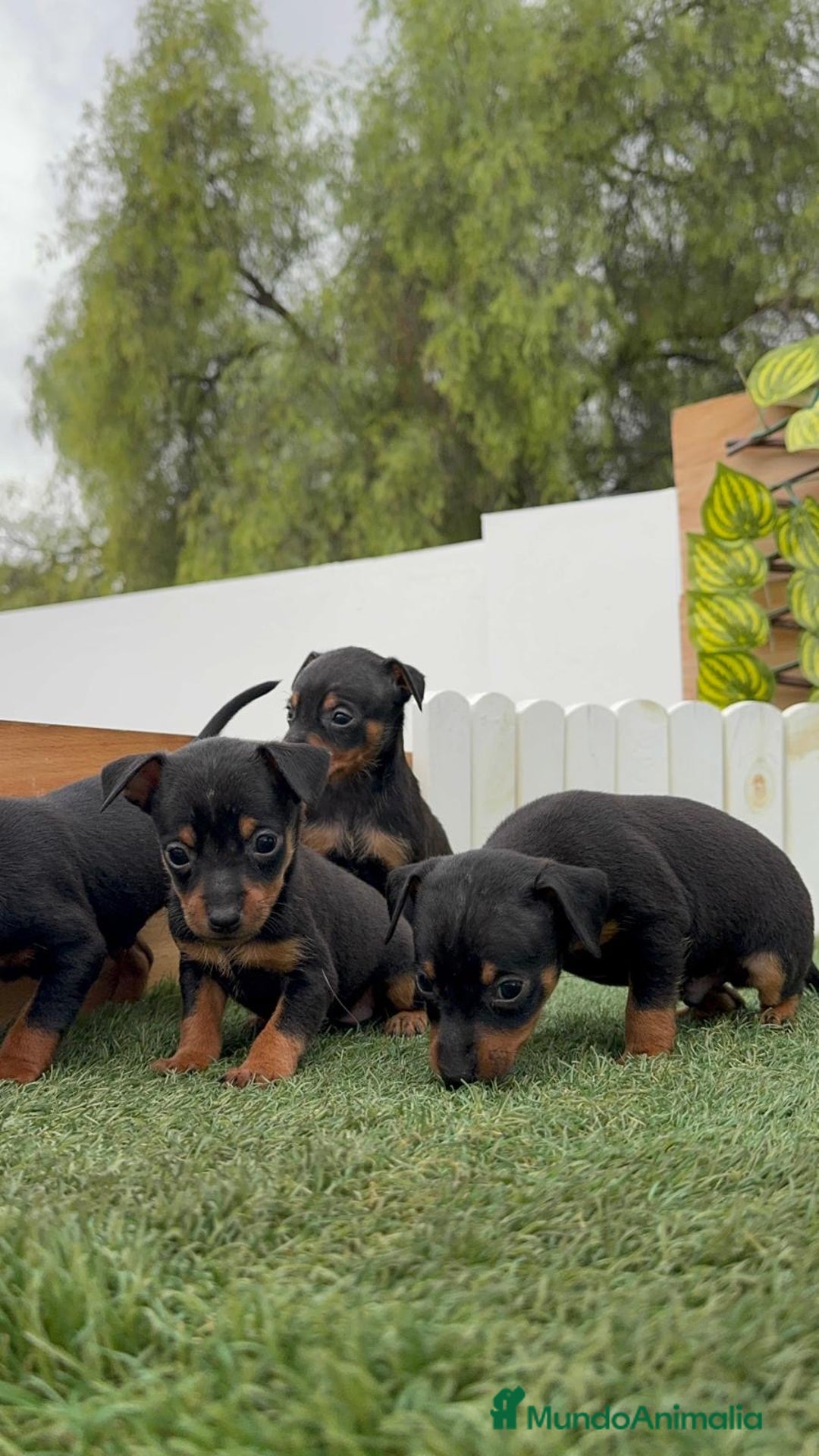 Pinscher Miniatura perros en venta: Pinscher - Imagen 24