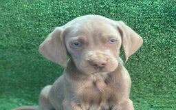 Weimaraner perros en venta: Braco de weimar  - Imagen 3