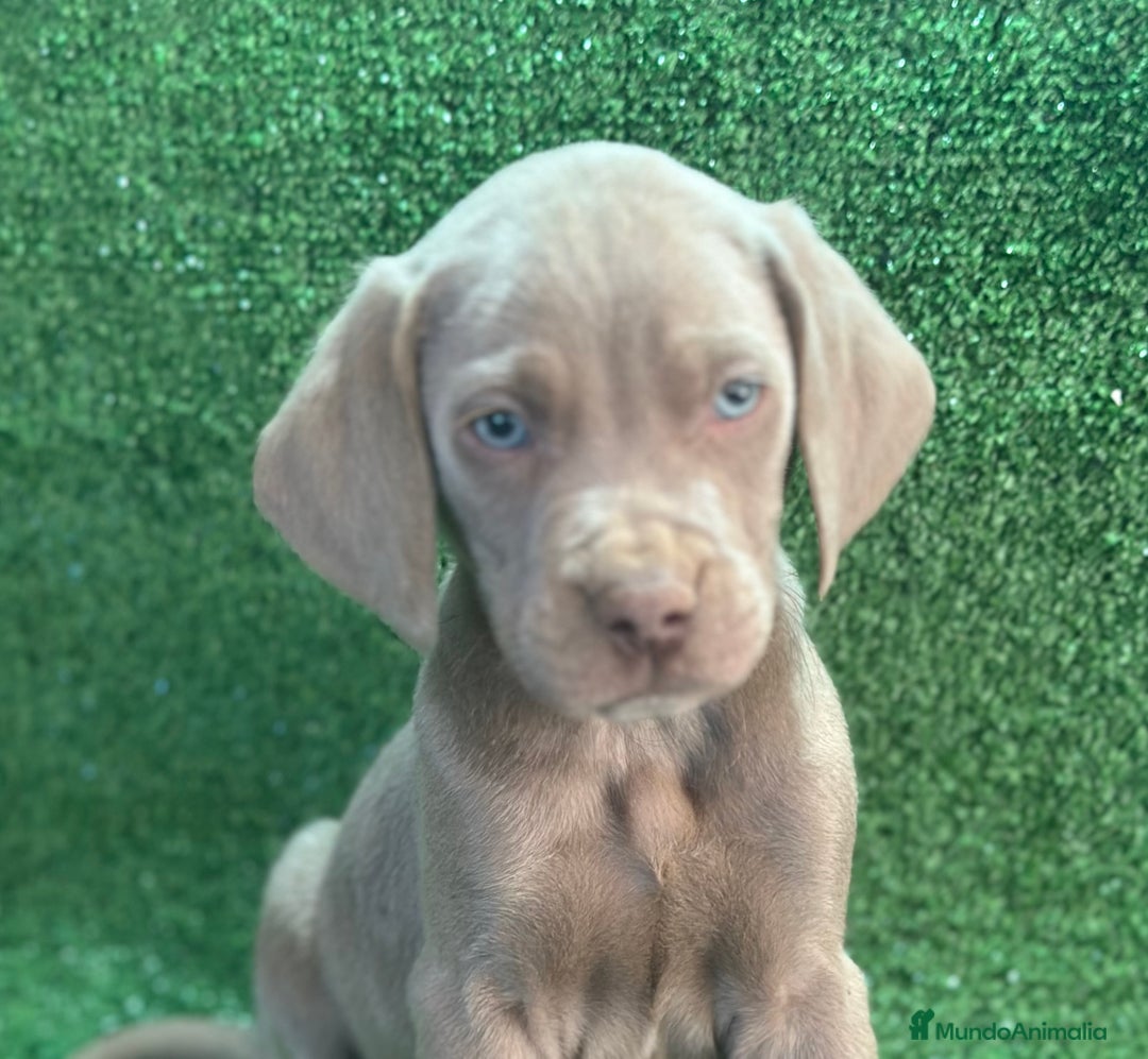 Weimaraner perros en venta: Braco de weimar  - Imagen 3