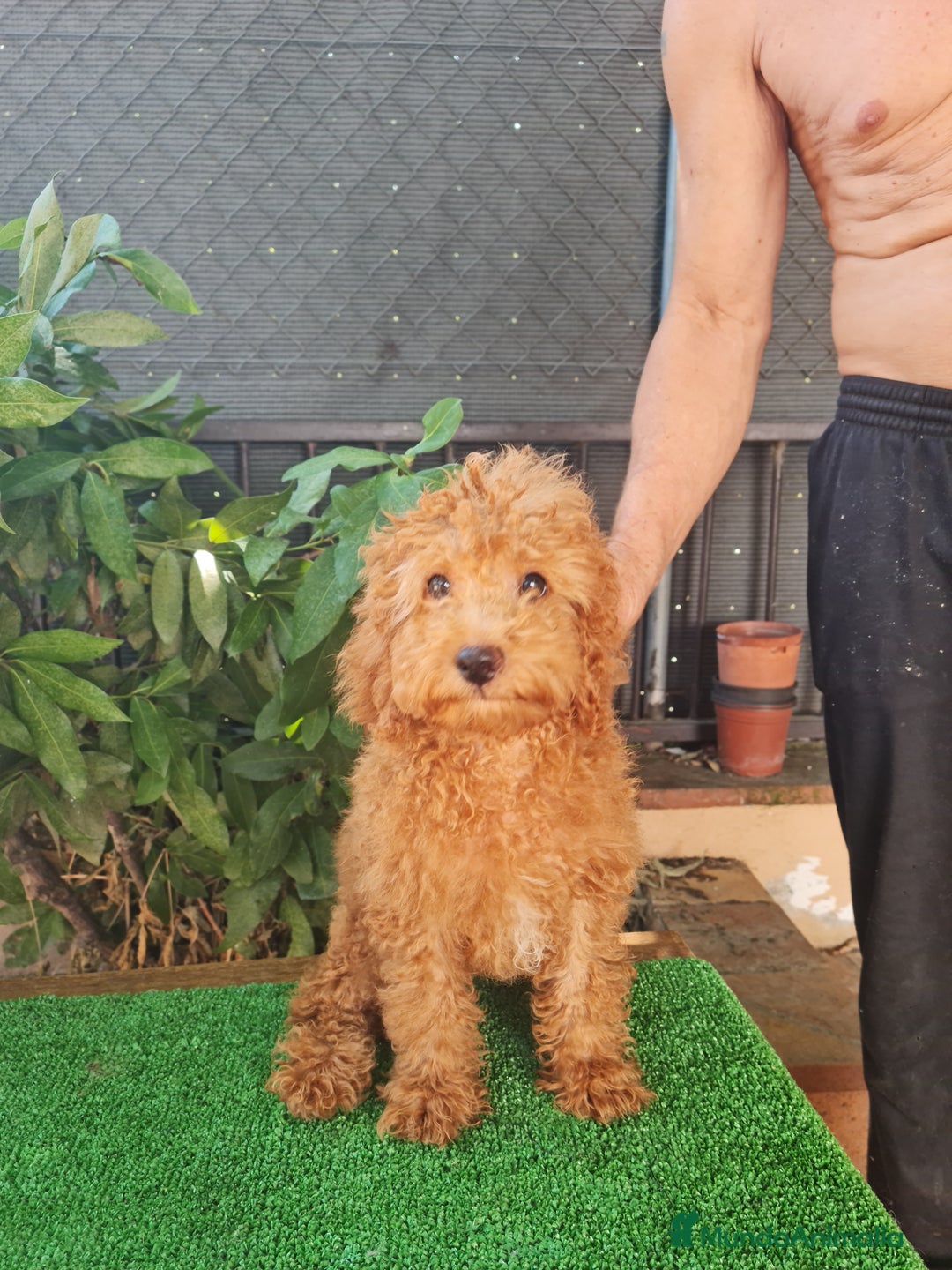 Caniche Enano perros en venta: Caniche  enano - Imagen 2