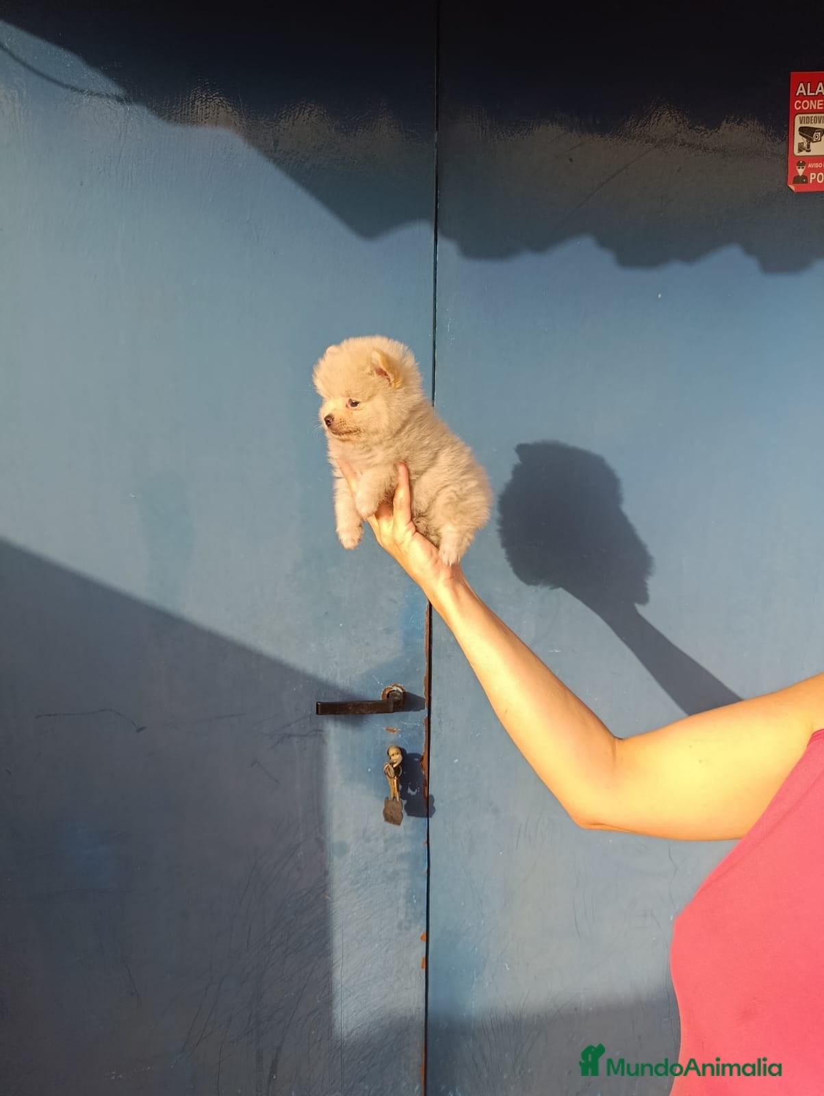 Pomerania perros Pomerania ositos toy  - Anuncio 1