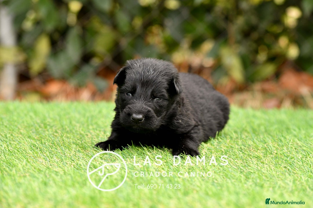 Pastor Alemán perros en venta: Pastor alemán disponibles - Imagen 4