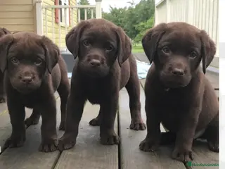Labrador Retriever perros labrador retriever dorada y chocolate - Anuncio 7