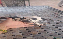 Dálmata perros en venta: Dálmata - Imagen 1