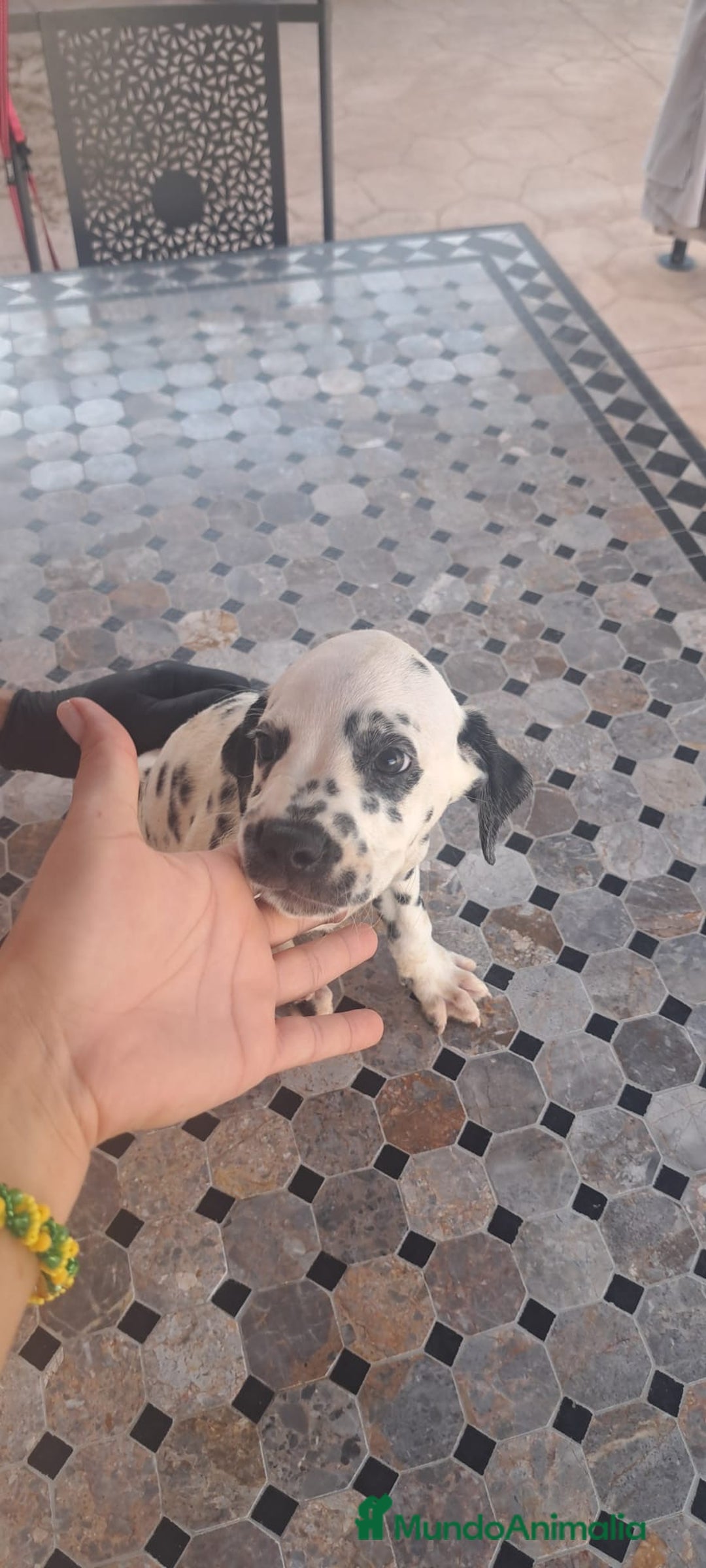 Dálmata perros en venta: Dálmata - Imagen 1