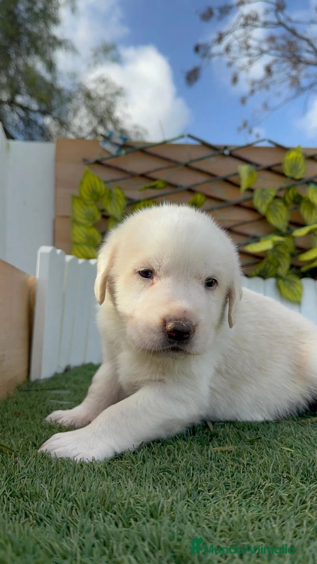 Mastín Español perros en venta: MASTIN ESPAÑOL - Anuncio 9